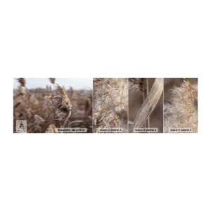 Vzor Fototapety Premium Canvas - Čas odletět s větrem - Louka, Pampasová tráva, Příroda - 100x30 cm