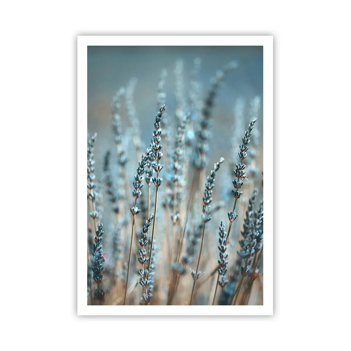 Plakát - Voňavý lán - 70x100 cm