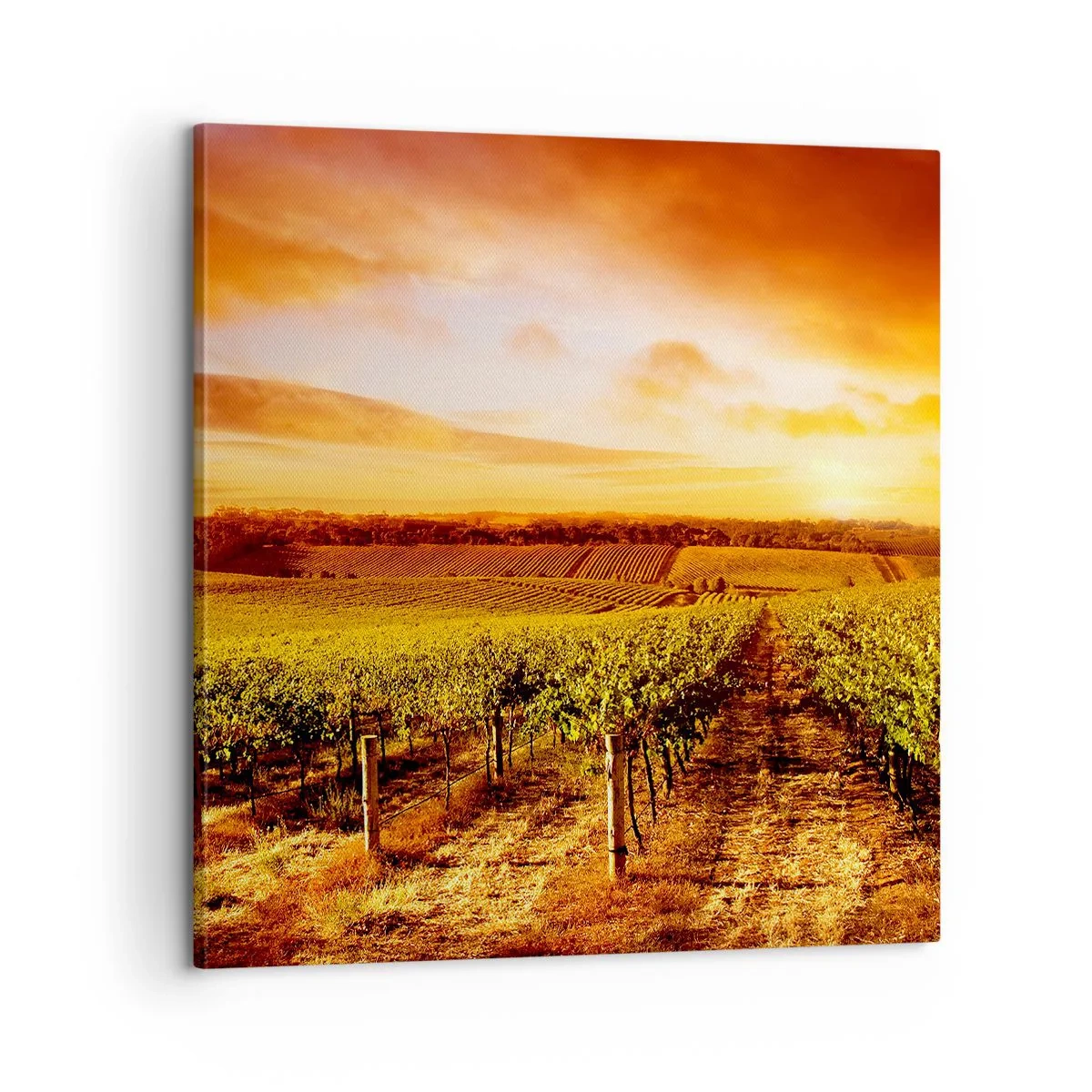 Obraz na plátně - Jemně ovocné s tónem slunce - 60x60 cm