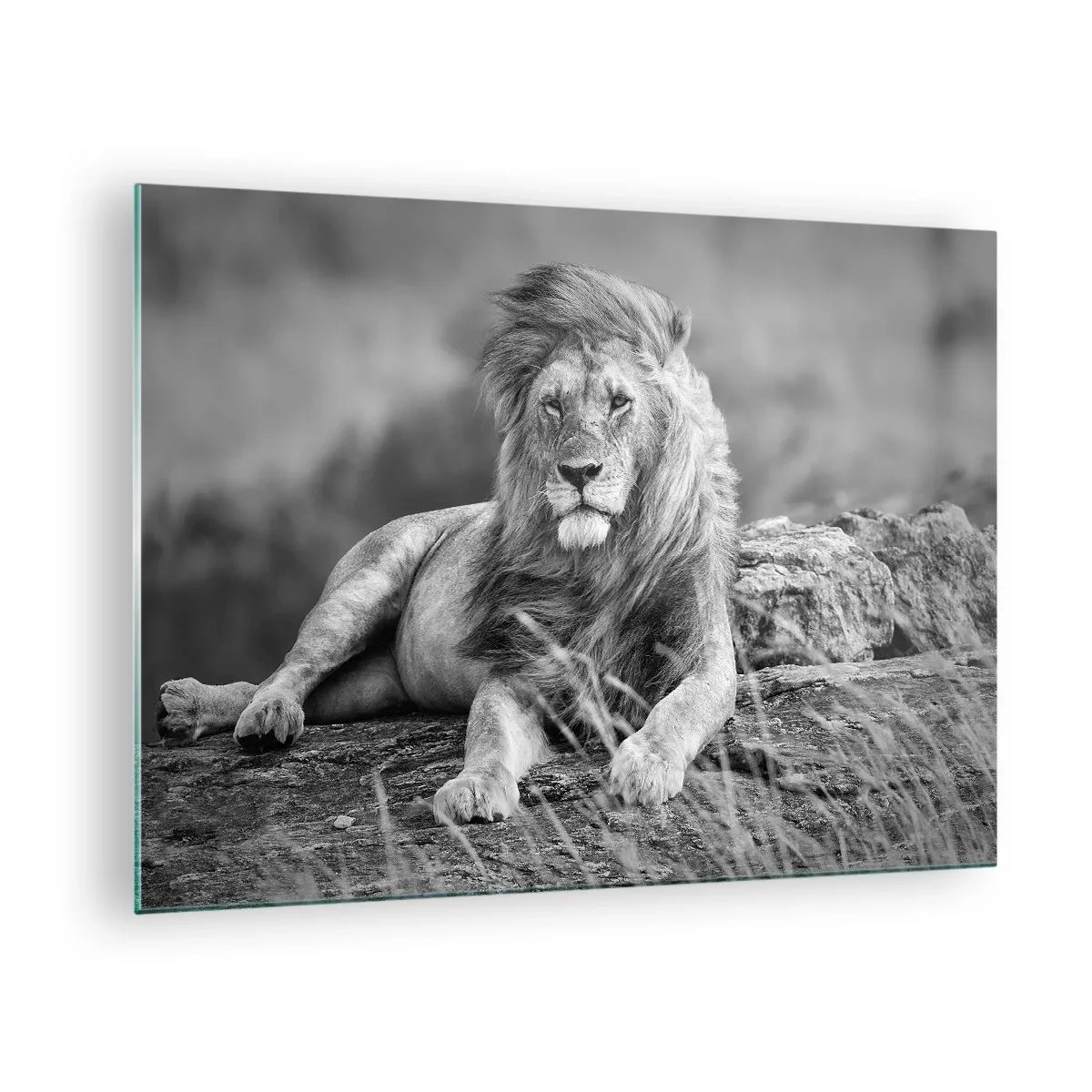Obraz na skle - Lev odpočívající na skále v monochromatické krajině. - 70x50cm - Královská siesta - Moderní nástěnná dekorace do obývacího pokoje a ložnice ARTTOR