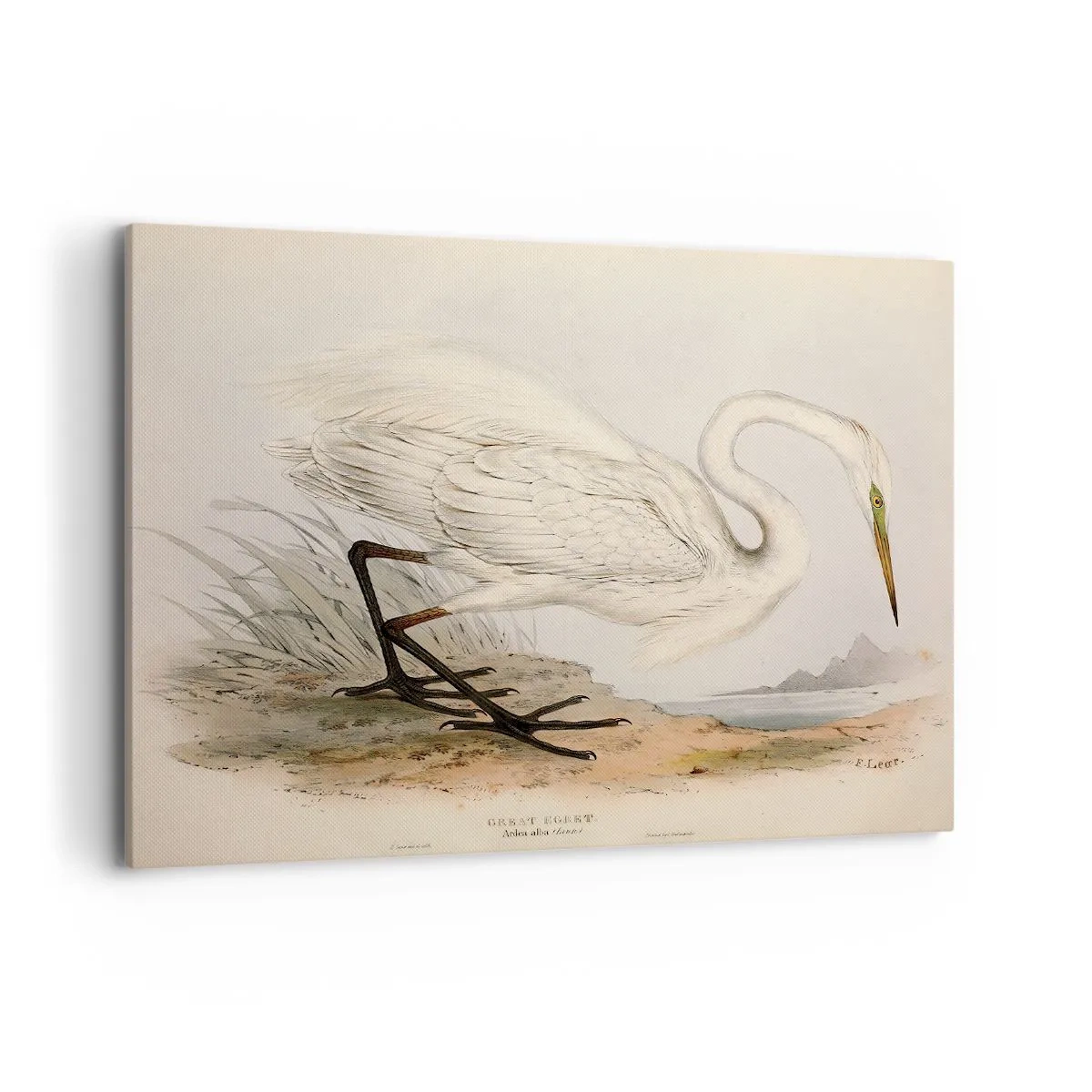 Obraz na plátně - Paní rákosin - 100x70 cm