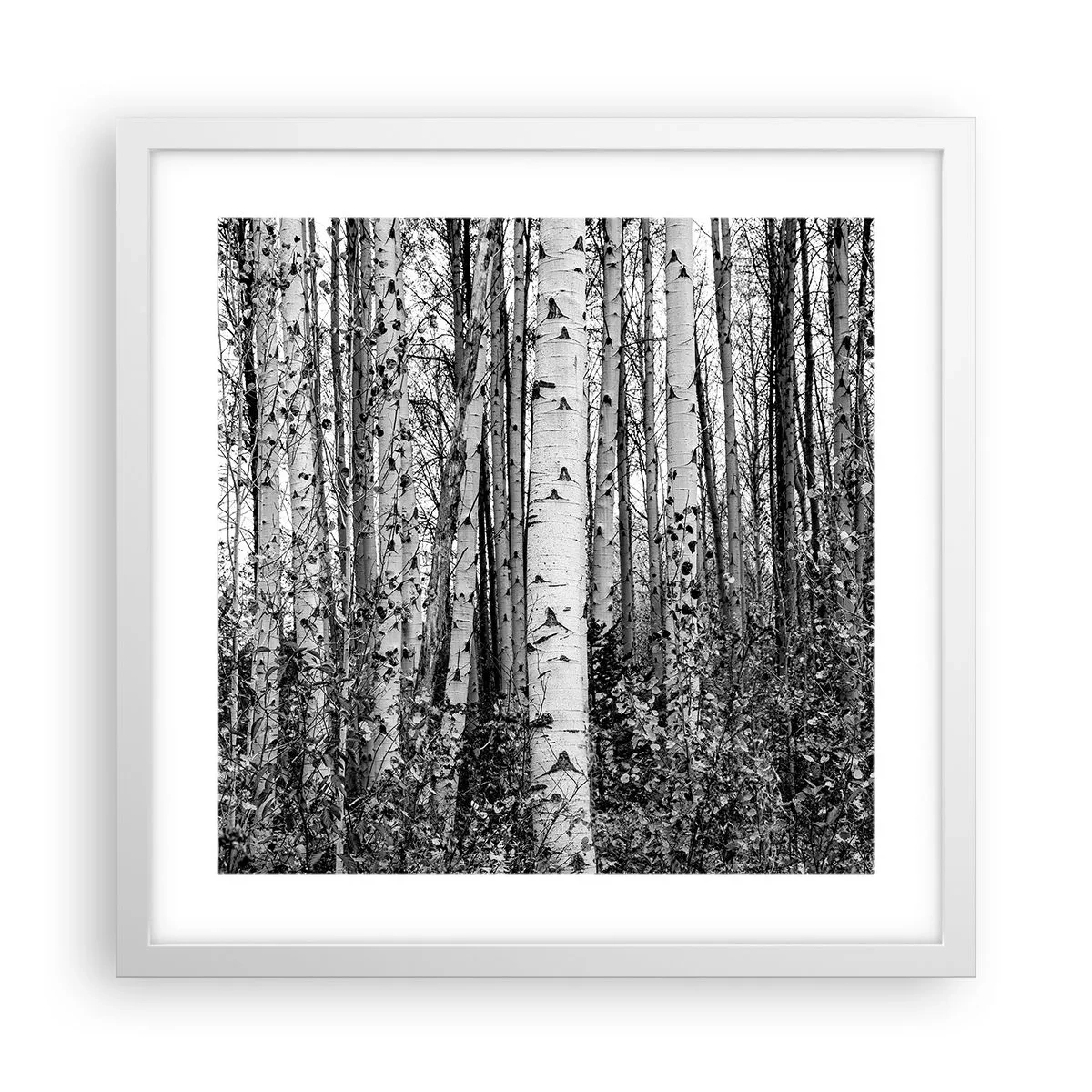 Plakát v bílém rámu - Březová kolonáda - 40x40 cm