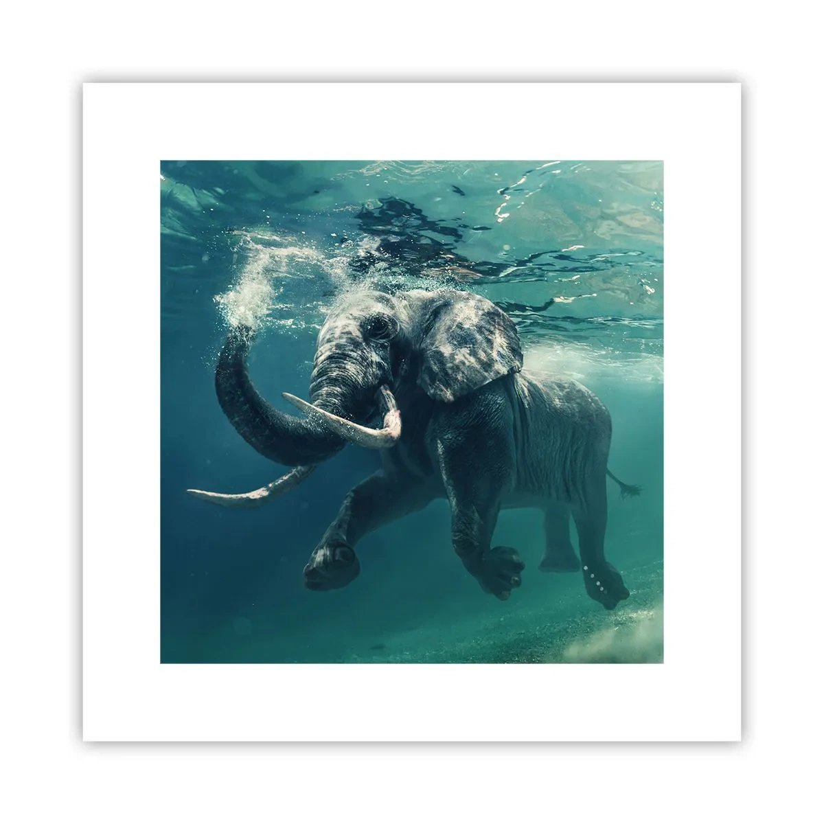 Plakát - Všichni rádi plavou - 30x30 cm