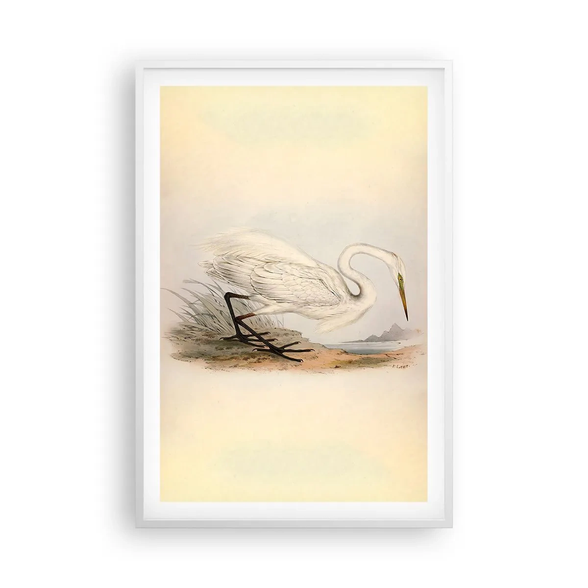 Plakát v bílém rámu - Paní rákosin - 61x91 cm