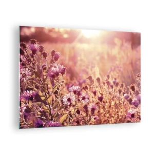 Obraz na skle - Fialové květy na louce ve světle zapadajícího slunce - 70x50cm - Než skončí léto - Moderní nástěnná dekorace do obývacího pokoje a ložnice ARTTOR