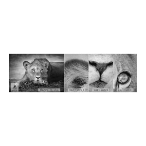 Vzor Fototapety Premium Canvas - Královské štěně - Zvířata, Lev, Černý a bílý - 100x30 cm