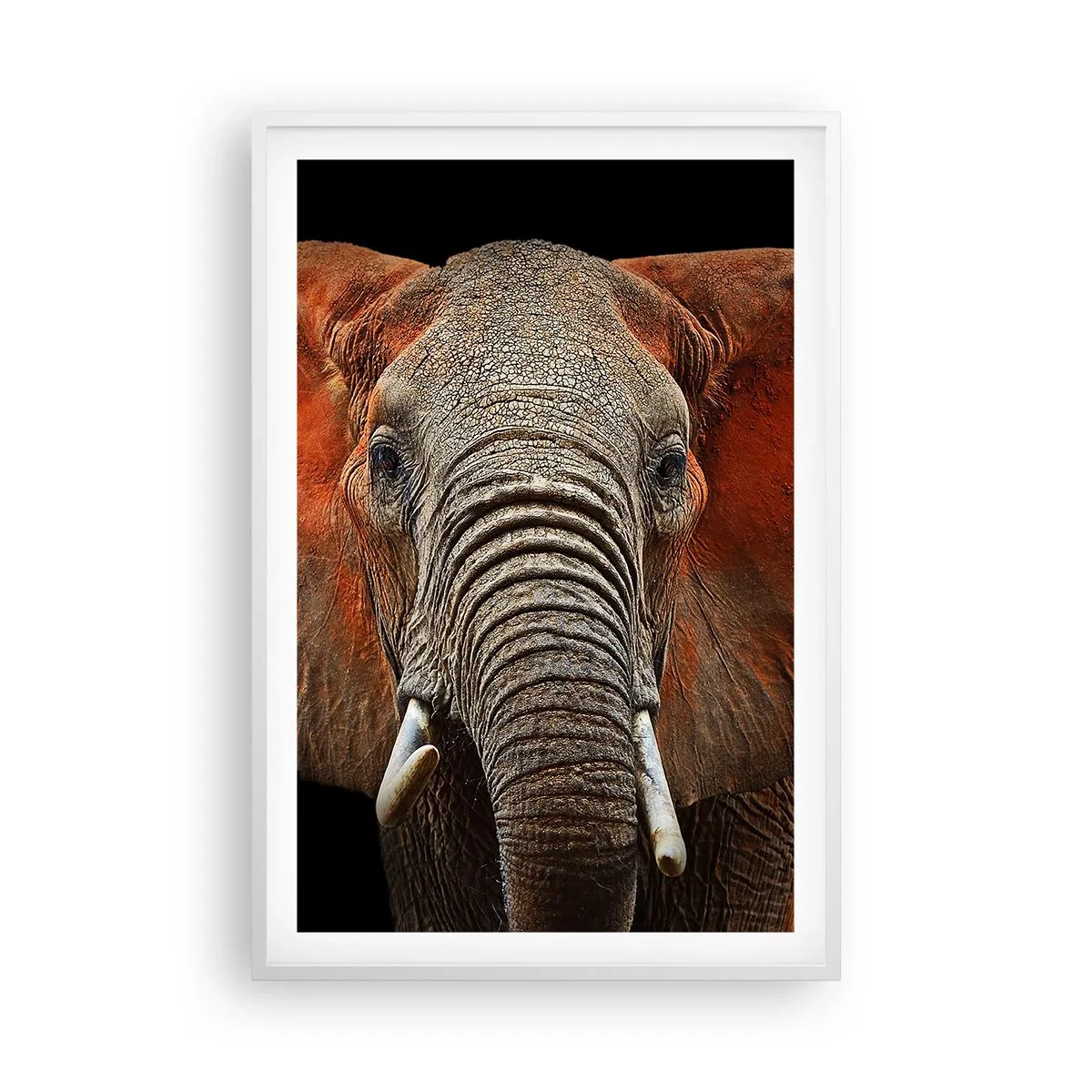 Plakát v bílém rámu - Jsem divoký, a ty? - 61x91 cm