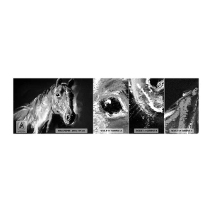 Vzor Fototapety Samolepicí Deluxe Sticker - Záření vznešené duše - Zvířata, Kůň, Kobyla - 100x30 cm