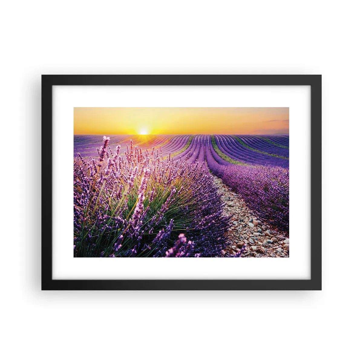 Plakát v černém rámu - Voňavý lán - 40x30 cm