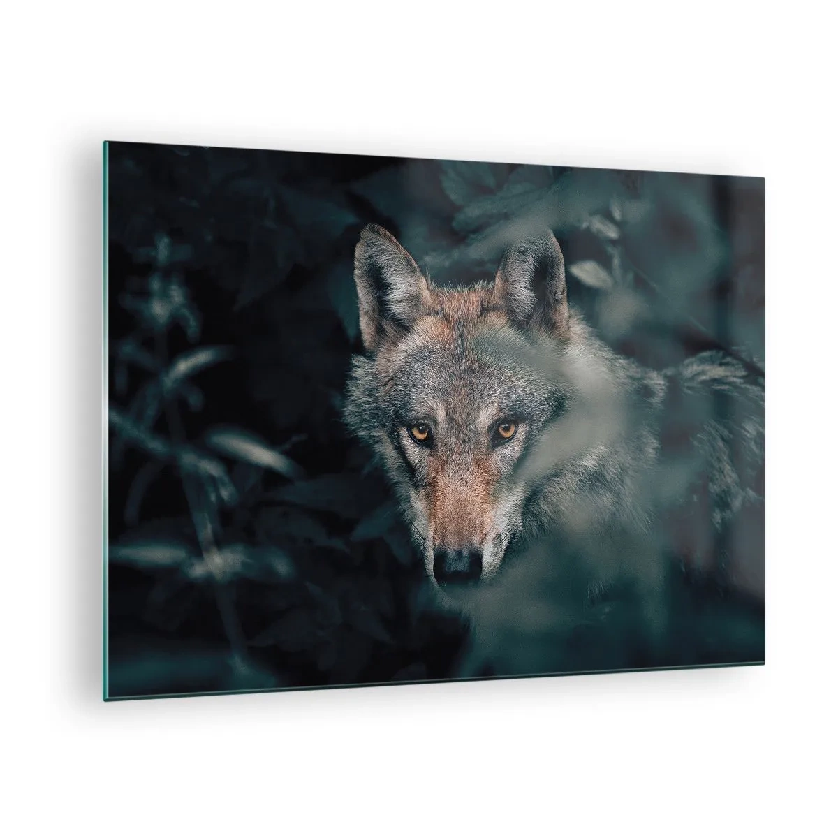 Obraz na skle - Vlk ostražitě sleduje ze svého úkrytu v lesní houštině - 70x50cm - Predátor - Moderní nástěnná dekorace do obývacího pokoje a ložnice ARTTOR