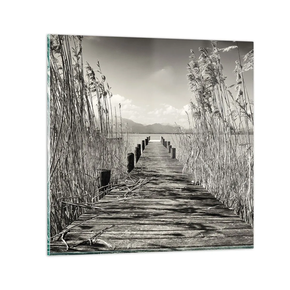 Obraz na skle - V ústraní travin - 70x70 cm