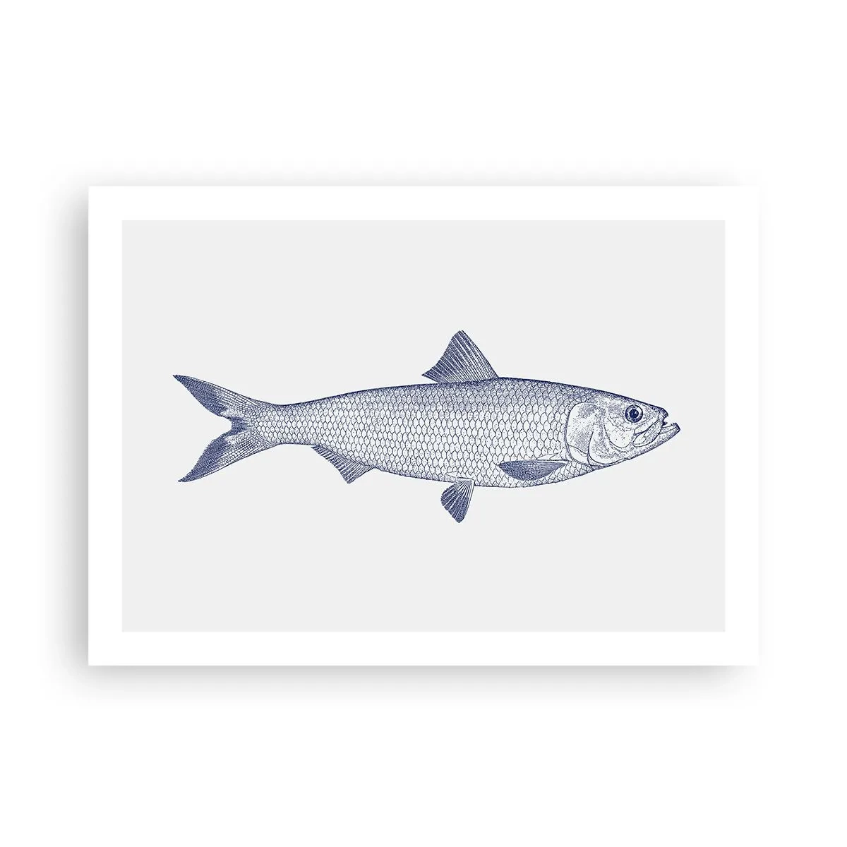 Plakát - Pozdravy ze severních moří - 70x50 cm