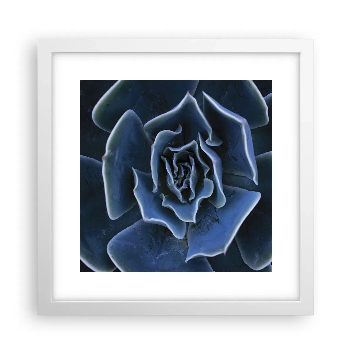 Plakát v bílém rámu - Pouštní květ - 30x30 cm