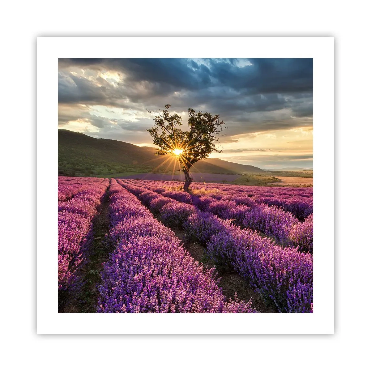 Plakát - Aroma v barvě lila - 50x50 cm