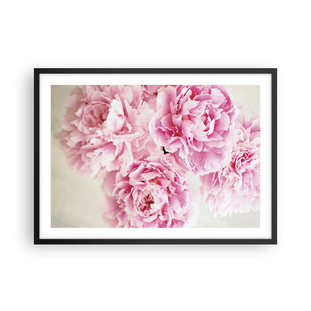 Plakát v černém rámu - V růžovém přepychu - 70x50 cm