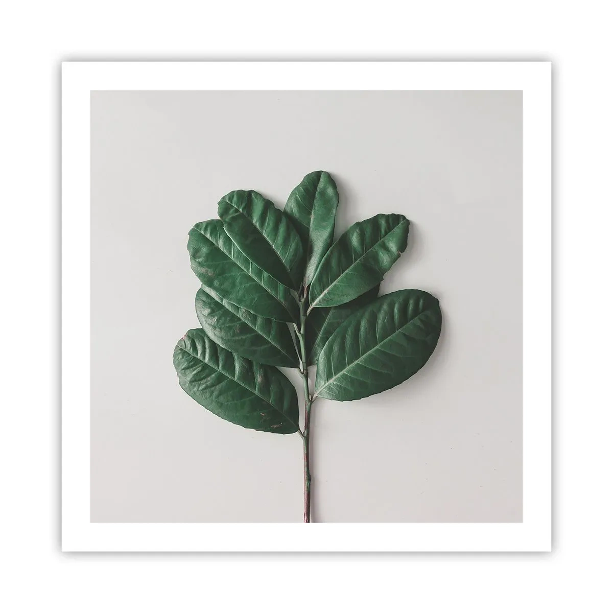 Plakát - Kresba samotné přírody - 60x60 cm