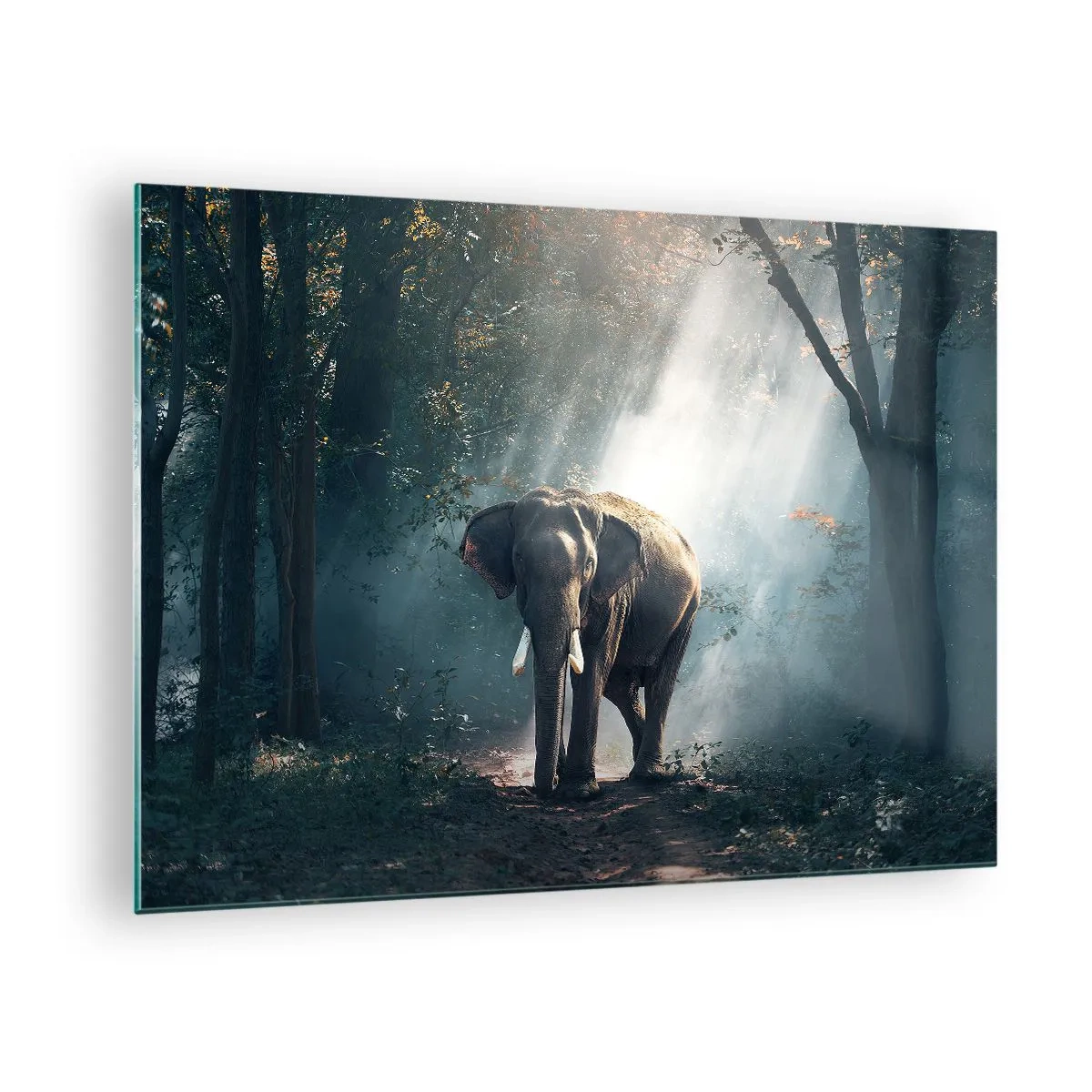 Obraz na skle - Slon procházející se lesem, zalitý slunečním světlem. - 70x50cm - Klidná procházka - Moderní nástěnná dekorace do obývacího pokoje a ložnice ARTTOR