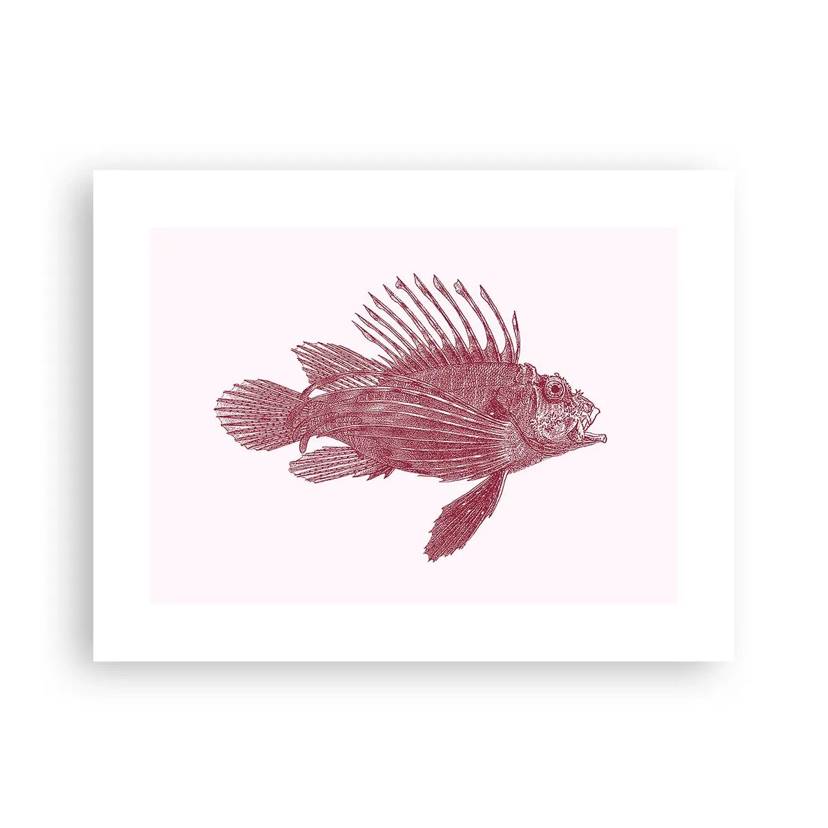 Plakát - Obyvatelka exotických vod - 40x30 cm