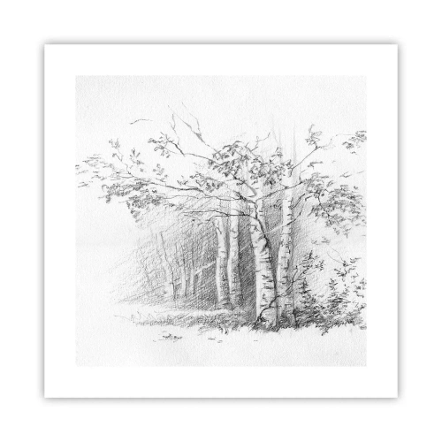 Plakát - Světlo březového lesa - 40x40 cm