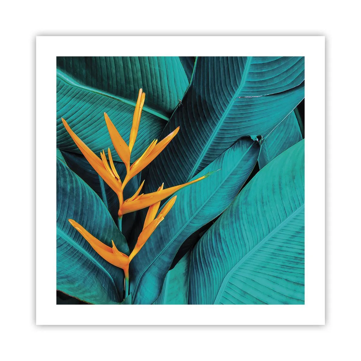 Plakát - Rajský květ - 50x50 cm