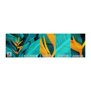 Vzor Fototapety Premium Canvas - Rajský květ - Královská Strelitzia, Květ, Afrika - 100x30 cm