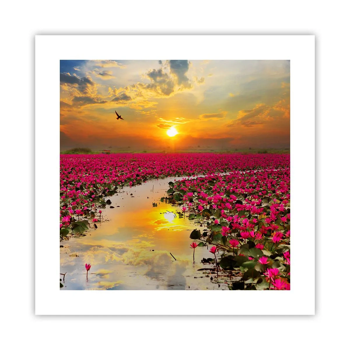 Plakát - Tajemný život jezera - 40x40 cm