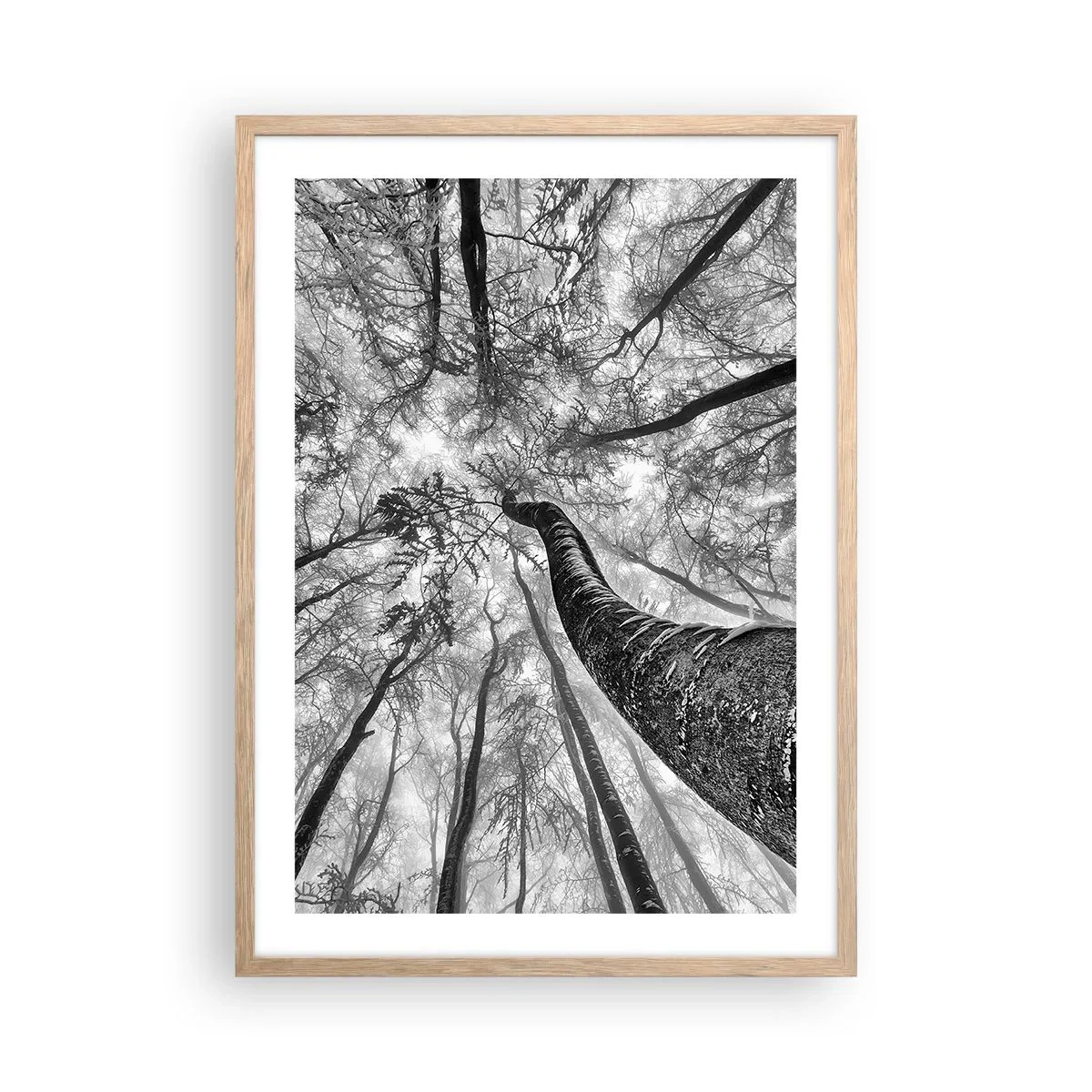 Plakát v rámu světlý dub - Závod ke světlu - 50x70 cm