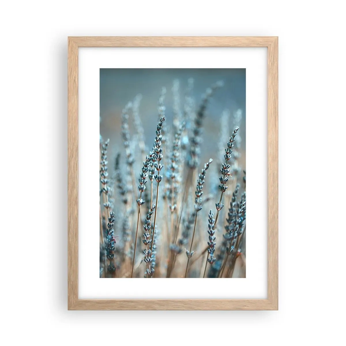 Plakát v rámu světlý dub - Voňavý lán - 30x40 cm