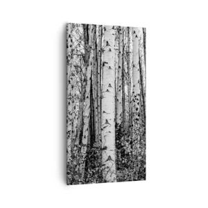 Obraz na plátně - Březová kolonáda - 55x100 cm