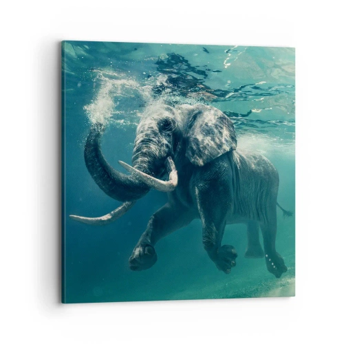 Obraz na plátně - Všichni rádi plavou - 70x70 cm