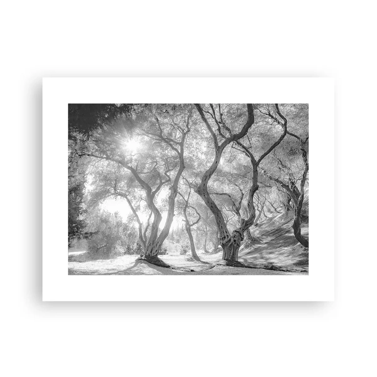 Plakát - V olivovém háji - 40x30 cm