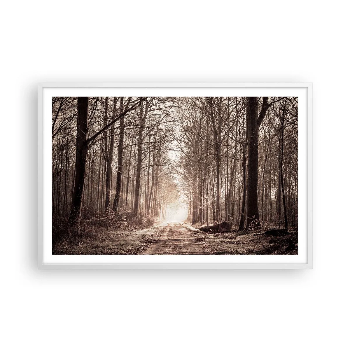 Plakát v bílém rámu - Lesní katedrála - 91x61 cm