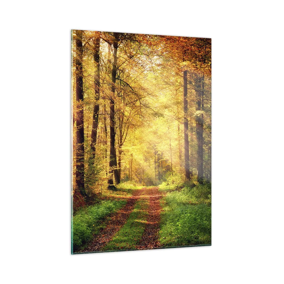 Obraz na skle - Lesně-zlaté ticho - 50x70 cm