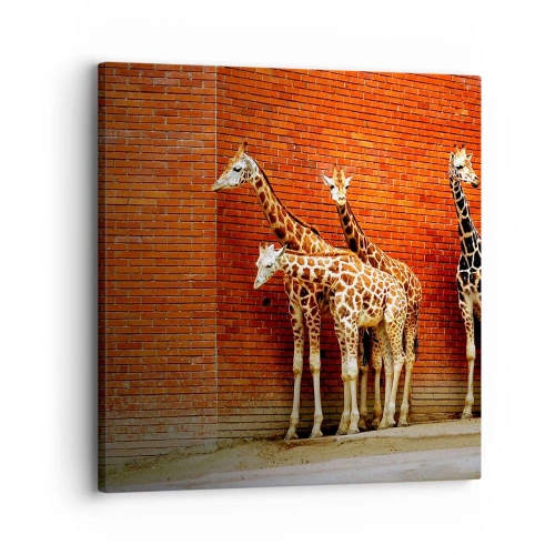 Obraz na plátně - Vidíte nějaký akát? - 30x30 cm