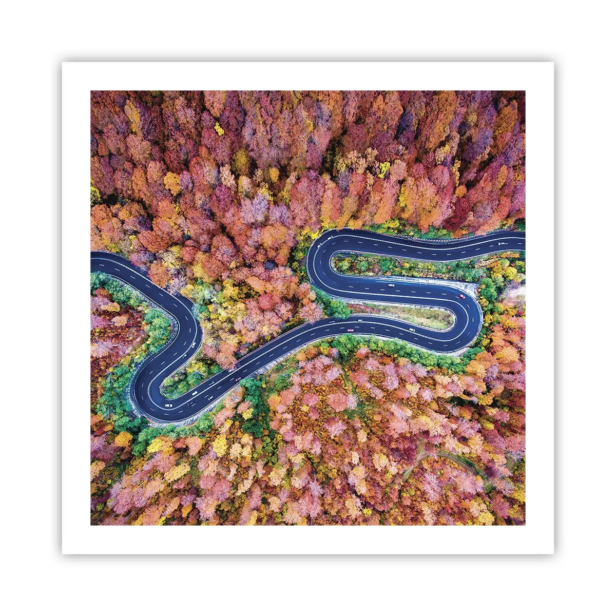 Plakát - Klikatá cesta lesem - 60x60 cm