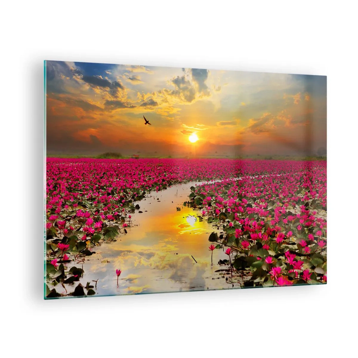Obraz na skle - Růžové lekníny na jezeře při západu slunce - 70x50cm - Tajemný život jezera - Moderní nástěnná dekorace do obývacího pokoje a ložnice ARTTOR