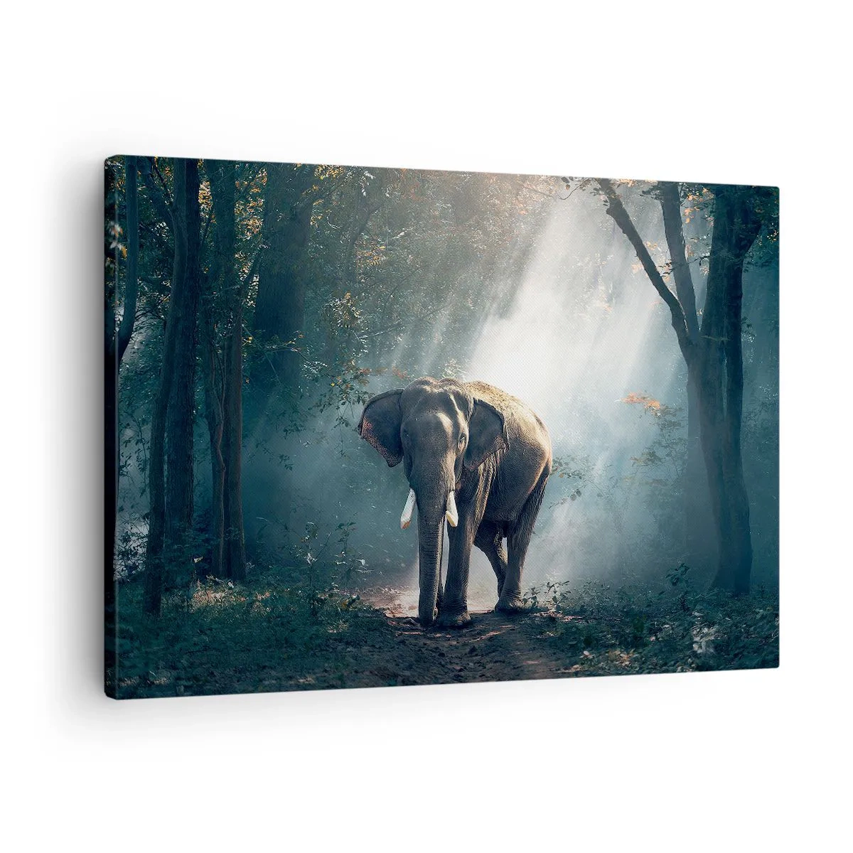 Obraz na plátně - Slon ve světle lesa - 70x50cm - Klidná procházka - Moderní nástěnná dekorace do obývacího pokoje a ložnice ARTTOR