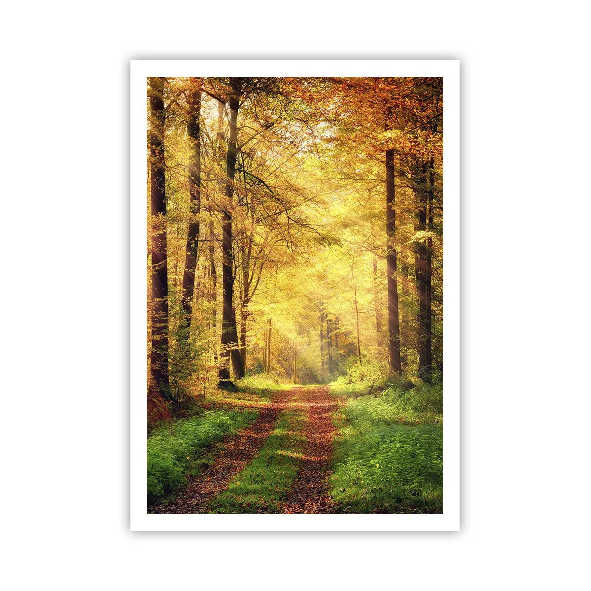 Plakát - Lesně-zlaté ticho - 70x100 cm