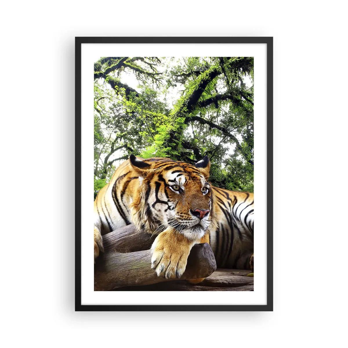 Plakát v černém rámu - Tygr odpočívající mezi zelenými stromy - 50x70cm - S úctou - Moderní nástěnná dekorace do obývacího pokoje a ložnice ARTTOR