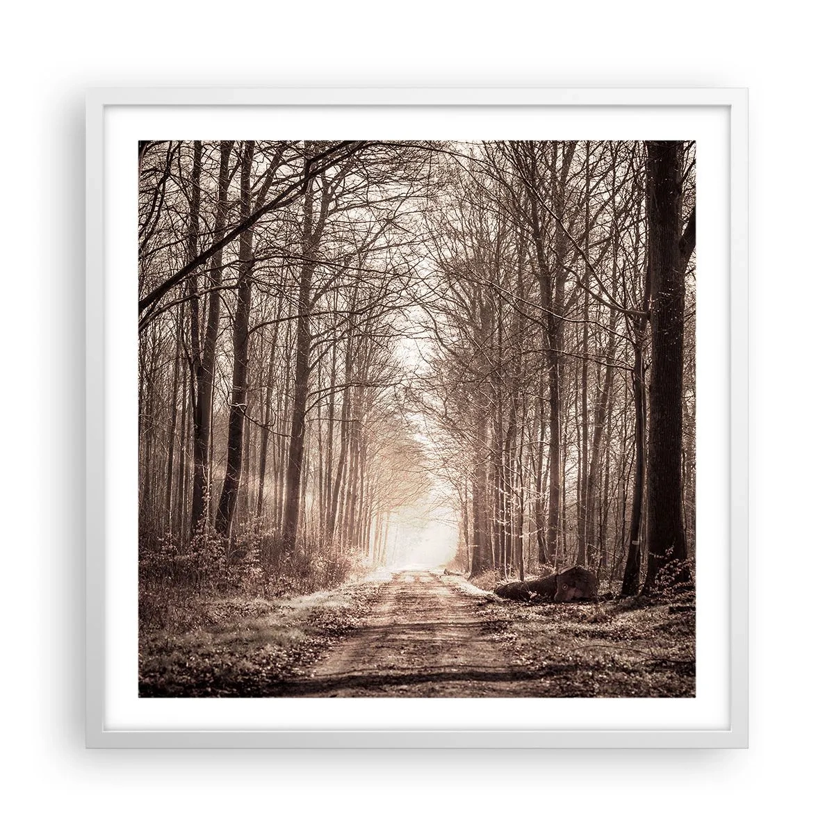 Plakát v bílém rámu - Lesní katedrála - 60x60 cm