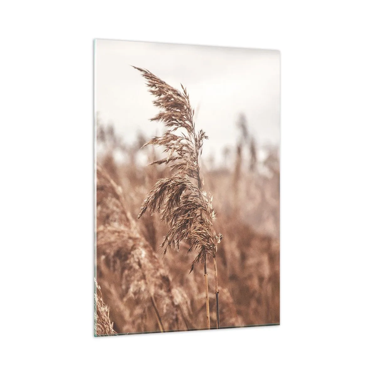 Obraz na skle - Na polích už je podzim - 50x70 cm