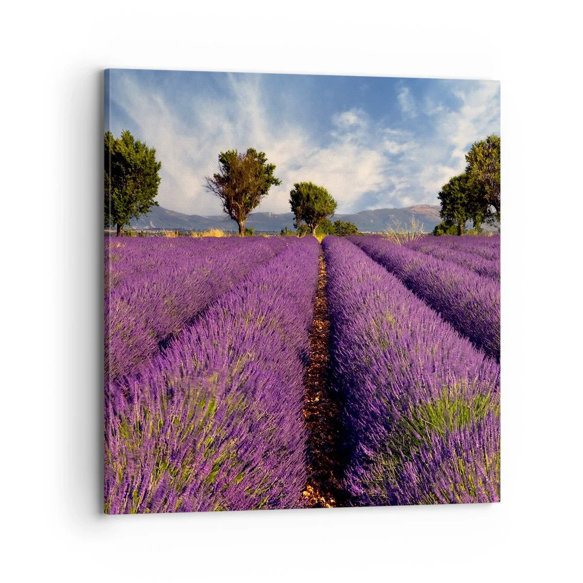 Obraz na plátně - Levandulová pole - 70x70 cm
