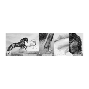 Fototapeta Vzorek Standard Eco - Andělé a démoni - Zvířata, Koně, Příroda - 100x30 cm