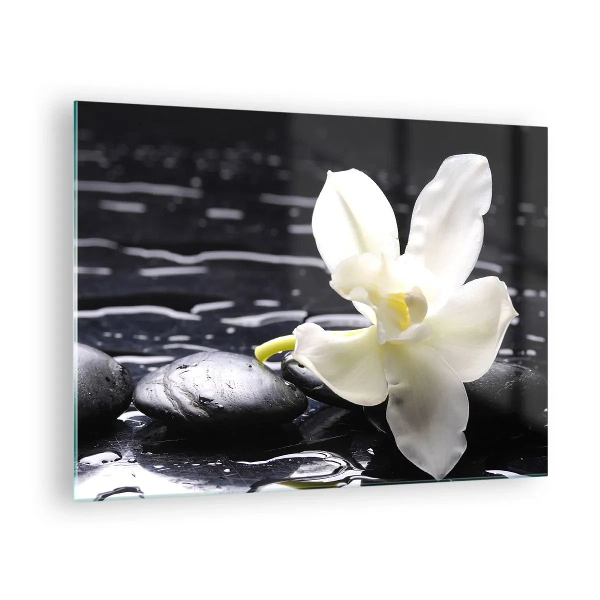 Obraz na skle - Bílá orchidej na mokrých černých kamenech - 70x50cm - Studie v černé a bílé - Moderní nástěnná dekorace do obývacího pokoje a ložnice ARTTOR