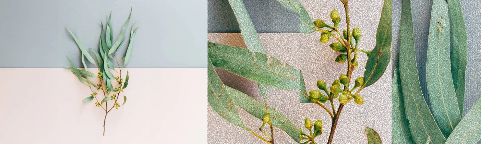 Vzor Fototapety Premium Sand - Pastelová jemnost - Pastel, Rostlina, Boho - 100x30 cm