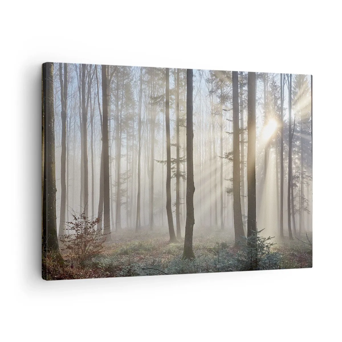 Obraz na plátně - Les v lehké mlze s paprsky slunce prosvítajícími skrz stromy - 70x50cm - Mlha se také vzbudila - Moderní nástěnná dekorace do obývacího pokoje a ložnice ARTTOR