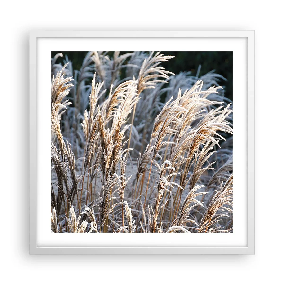 Plakát v bílém rámu - Mrazem pokryté - 50x50 cm