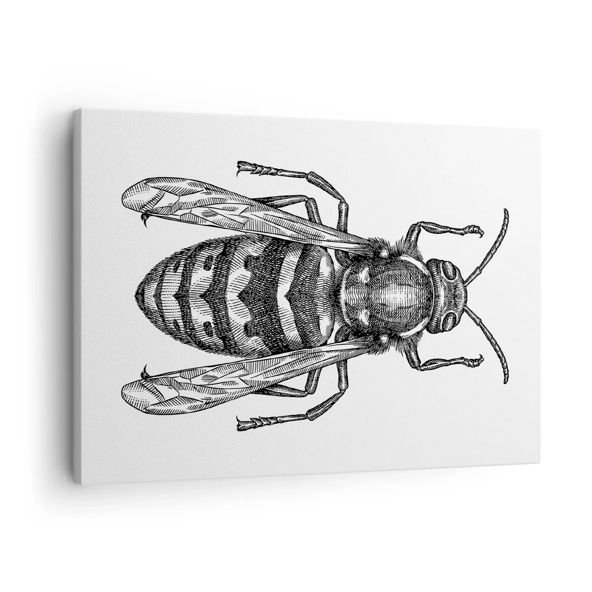 Obraz na plátně - Kreslený motiv vosy na bílém pozadí v minimalistickém stylu. - 70x50cm - Z hmyzí planety - Moderní nástěnná dekorace do obývacího pokoje a ložnice ARTTOR