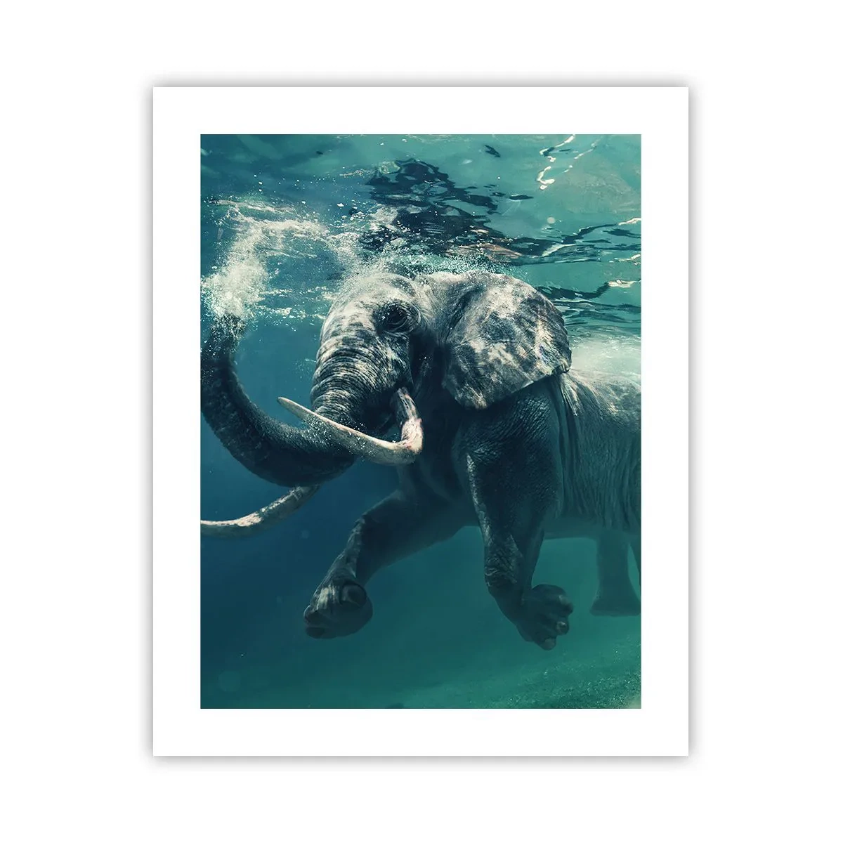 Plakát - Všichni rádi plavou - 40x50 cm