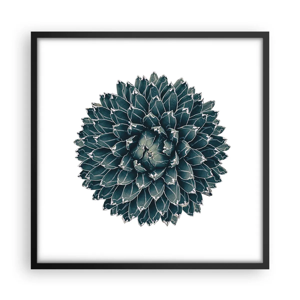 Plakát v černém rámu - Hvězda pouště - 50x50 cm